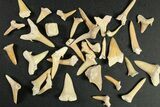 Clearance Lot: Fossil Shark/Ray Teeth Fragments - Lbs #289050-1